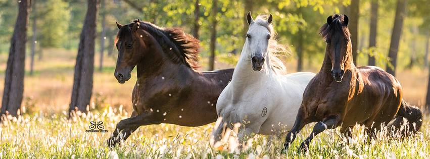 Stunning Steeds Photography, Florida